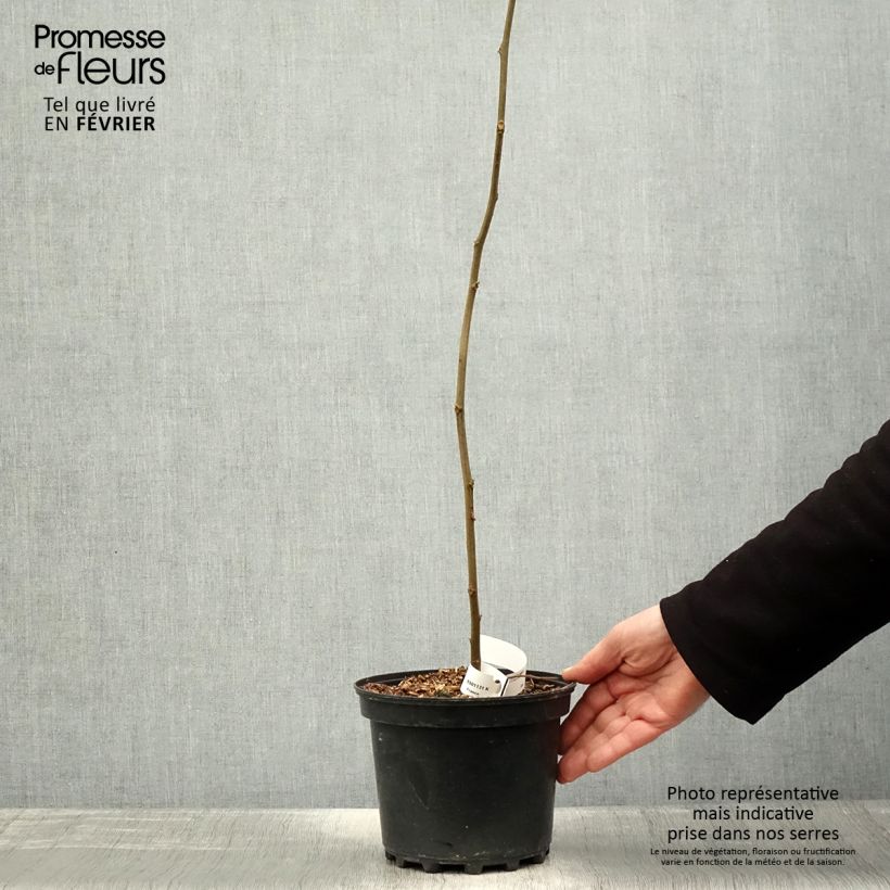 Amostra de Hovenia dulcis - Raisinier de Chine Vaso de 2 L/3 L tal como entregue no inverno