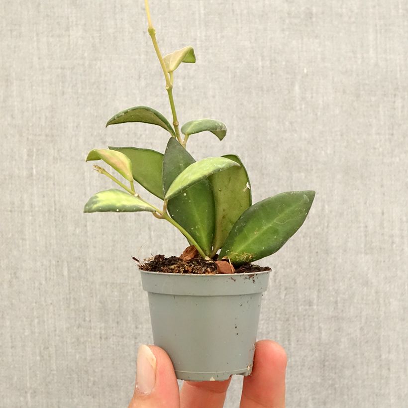Amostra de Hoya burtoniae Variegata - Fleur de porcelaine Mini-plante tal como entregue no outono