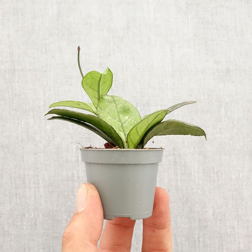Amostra de Hoya callistophylla Sabah Mini-plante tal como entregue na primavera