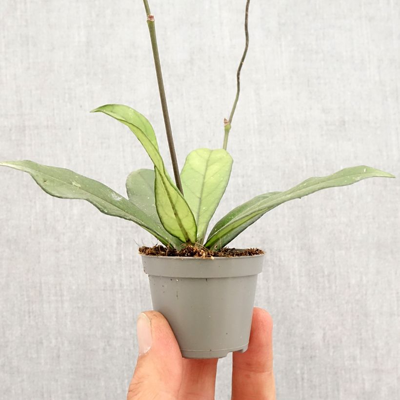 Amostra de Hoya crassipetiolata Mini-plante tal como entregue na primavera