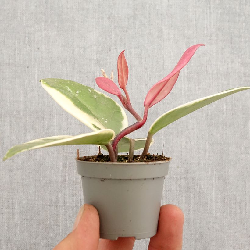 Amostra de Hoya carnosa Flamingo Dream Mini-plante tal como entregue na primavera
