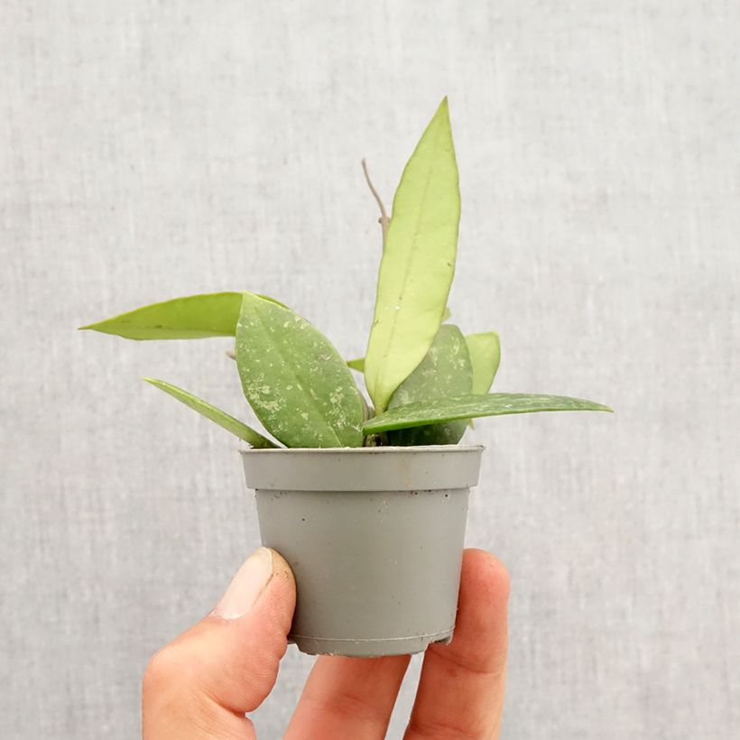 Amostra de Hoya gracilis - Fleur de porcelaine Mini-plante tal como entregue na primavera