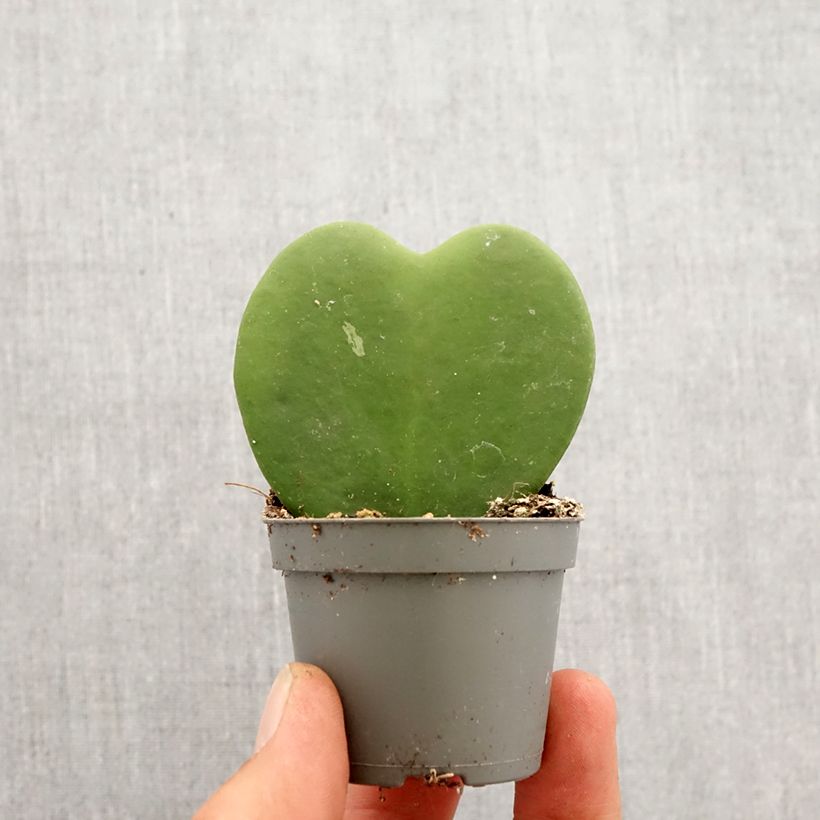 Amostra de Hoya kerrii - Plante-coeur Mini-plante tal como entregue na primavera