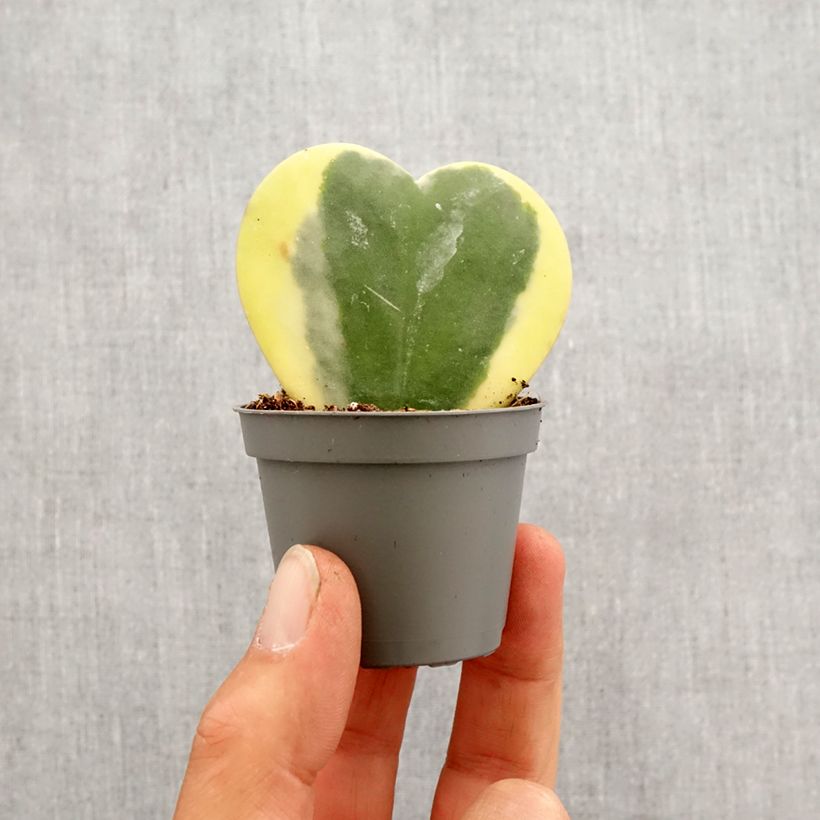 Amostra de Hoya kerrii Variegata - Plante-coeur panachée Mini-plante tal como entregue na primavera