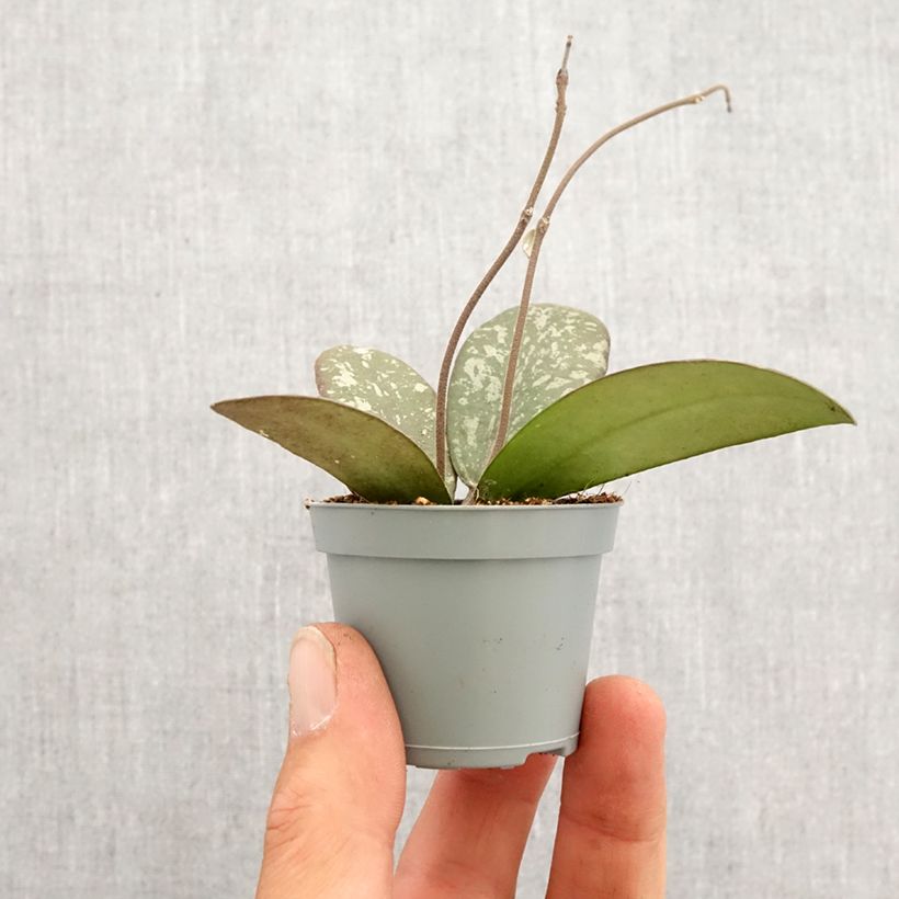 Amostra de Hoya sigillatis Mini-plante tal como entregue na primavera