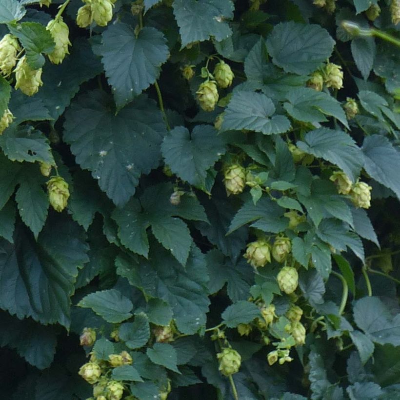 Lúpulo - Humulus lupulus (Folhagem)
