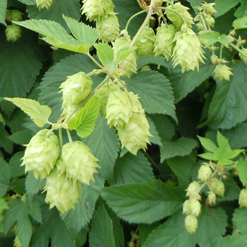 Lúpulo - Humulus lupulus (Floração)