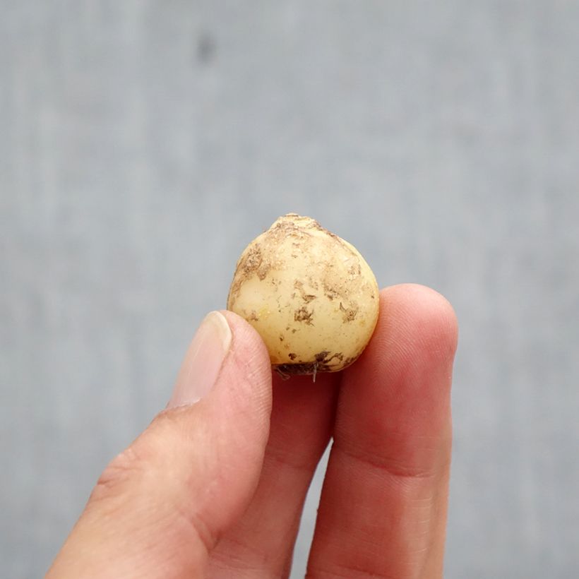 Amostra de Hyacinthoides non scripta Alba - Scille nutans Blanche Bulbo size 7+ tal como entregue no outono