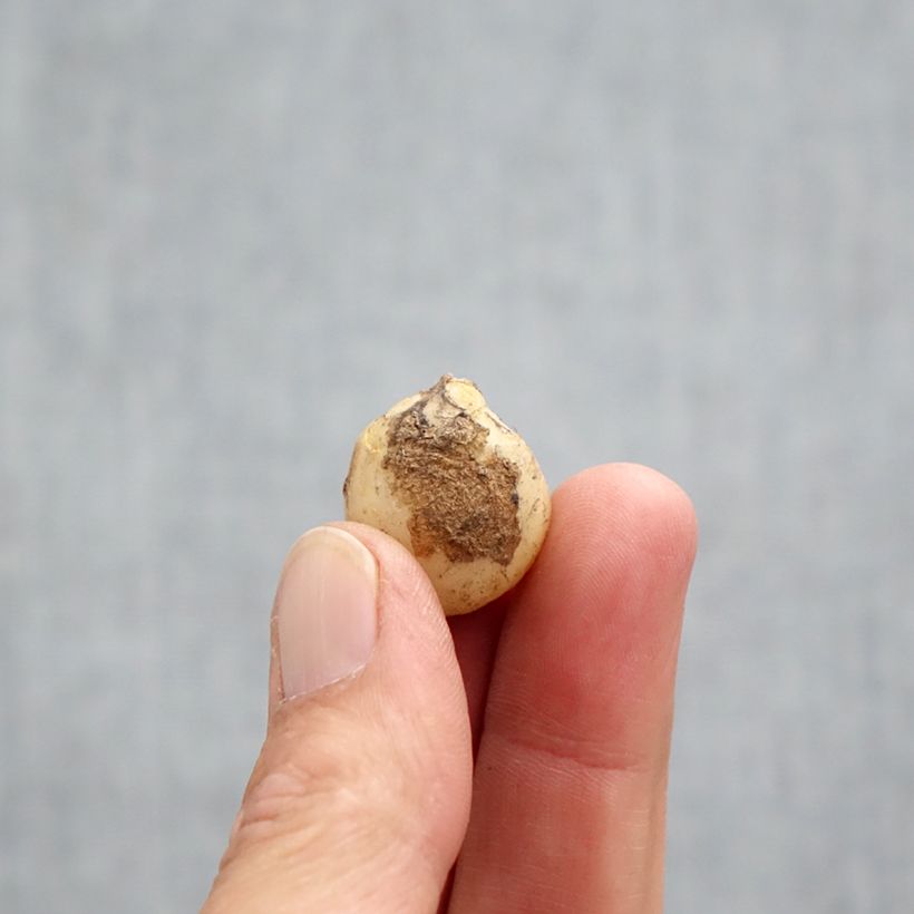 Amostra de Hyacinthoides non-scripta Rosea - Jacinthe des bois rose Bulbe Kaliber/Größe 7+ tal como entregue no outono