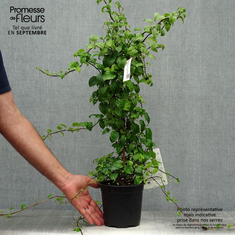 Amostra de Hortênsia trepadeira anomala sp glabra Crug Coral Vaso de 2 L/3 L tal como entregue no outono