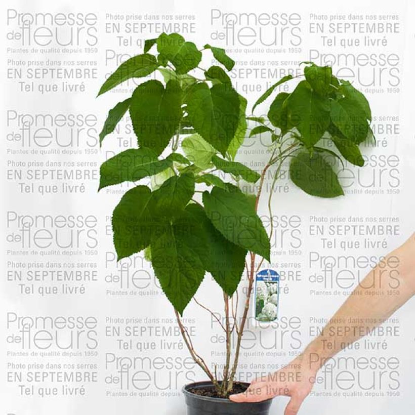 Exemplo de amostra de Hortensia arborescens Bella Anna Vaso de 4 L/5 L tal como entregue