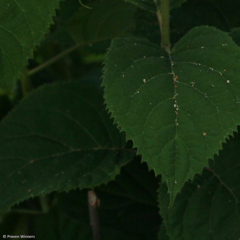 Hortênsia arborescens BellaRagazza Blanchetta (Folhagem)