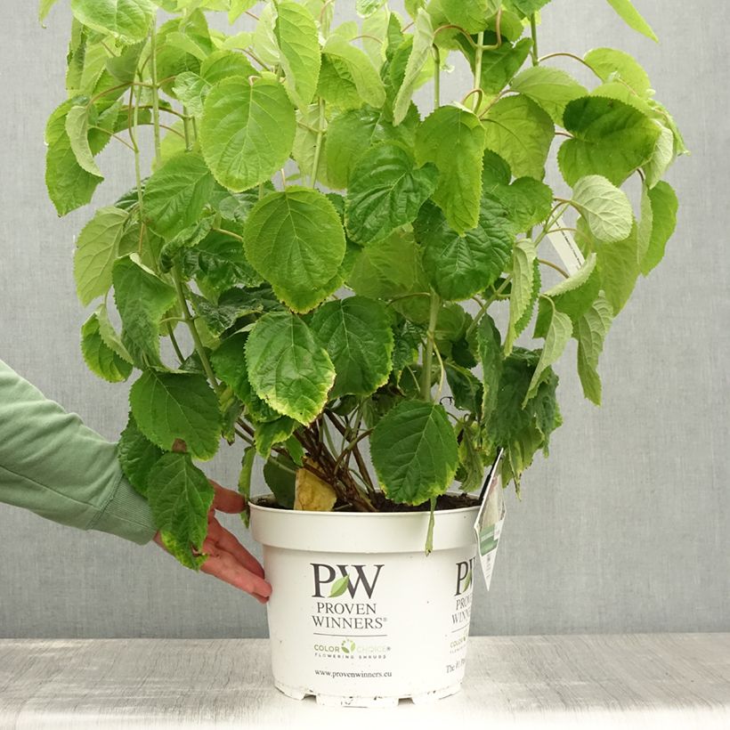 Amostra de Hortênsia arborescens Strong Annabelle ( Incrediball ) Vaso de 7,5 L/10 L tal como entregue no verão