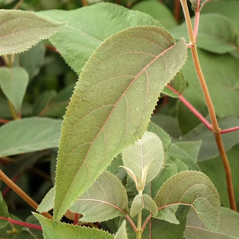 Hortênsia aspera Hot Chocolate (Folhagem)