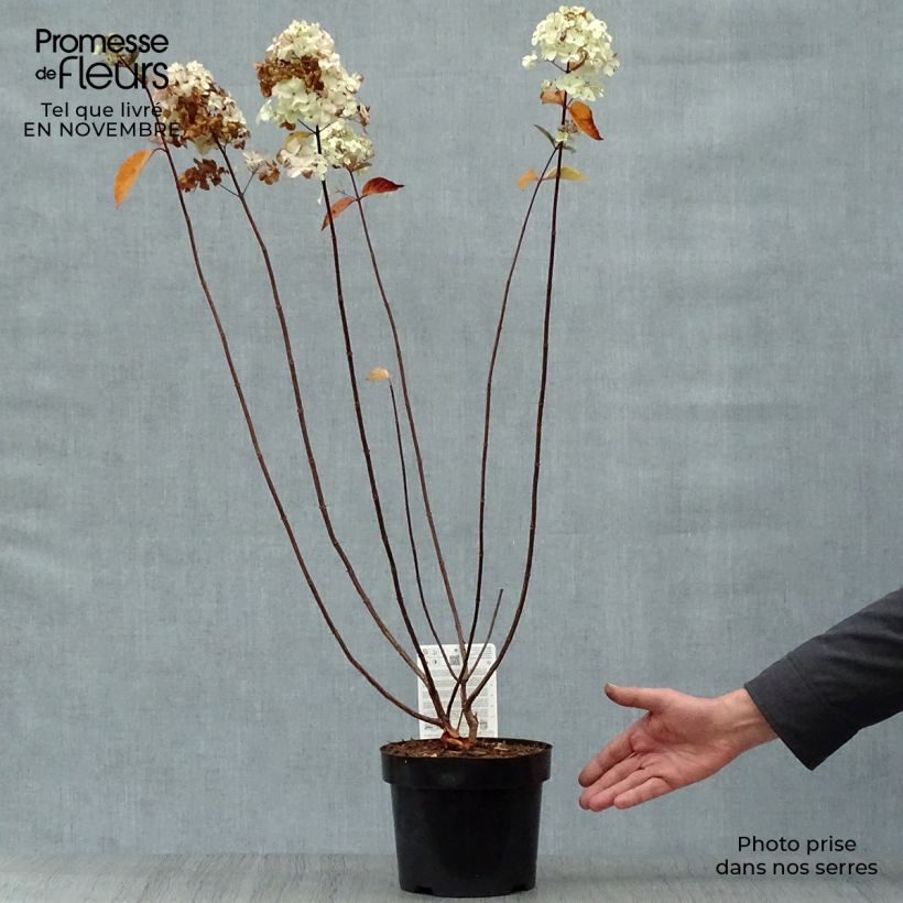 Amostra de Hortênsia paniculata Fraise Melba Vaso de 3 L/4 L tal como entregue no outono