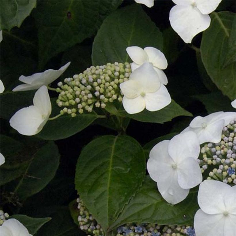 Hortênsia macrophylla Great Star Blanc Bleu (Folhagem)