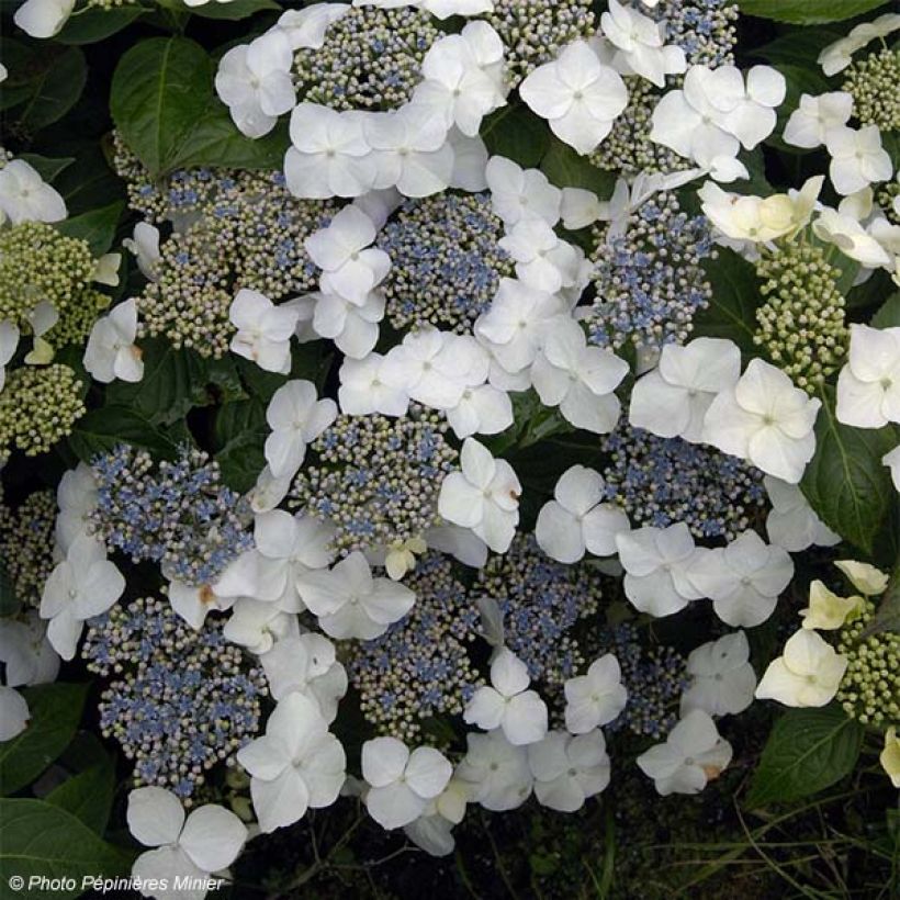 Hortênsia macrophylla Great Star Blanc Bleu (Floração)
