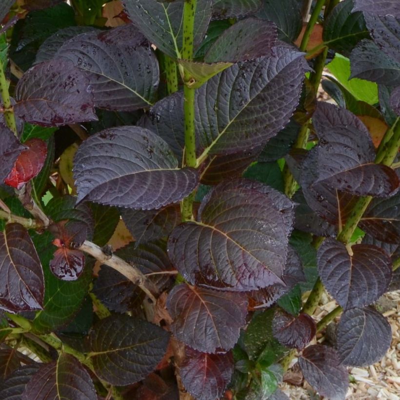 Hortênsia macrophylla Julisa (Folhagem)