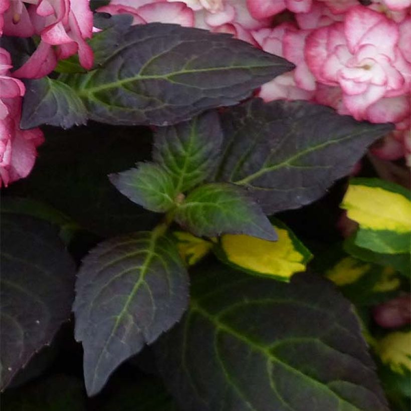 Hortênsia macrophylla Miss Saori (Folhagem)