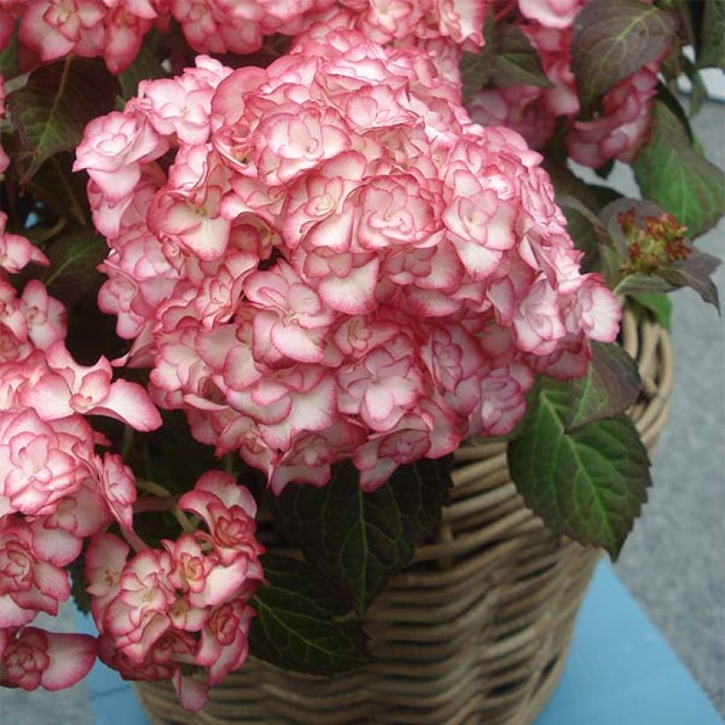Hortênsia macrophylla Miss Saori (Hábito)