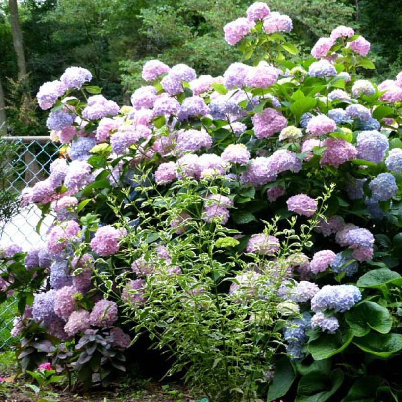 Hortênsia macrophylla Nikko Blue (Hábito)