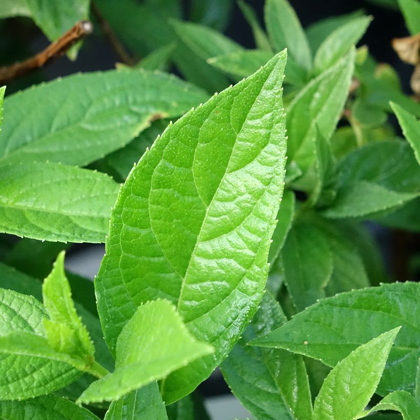 Hortênsia paniculata Bloody Marie (Folhagem)