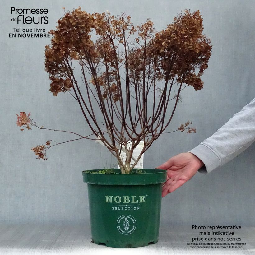 Amostra de Hortênsia paniculata Anã Bobo Vaso de 6 L/7 L tal como entregue no outono