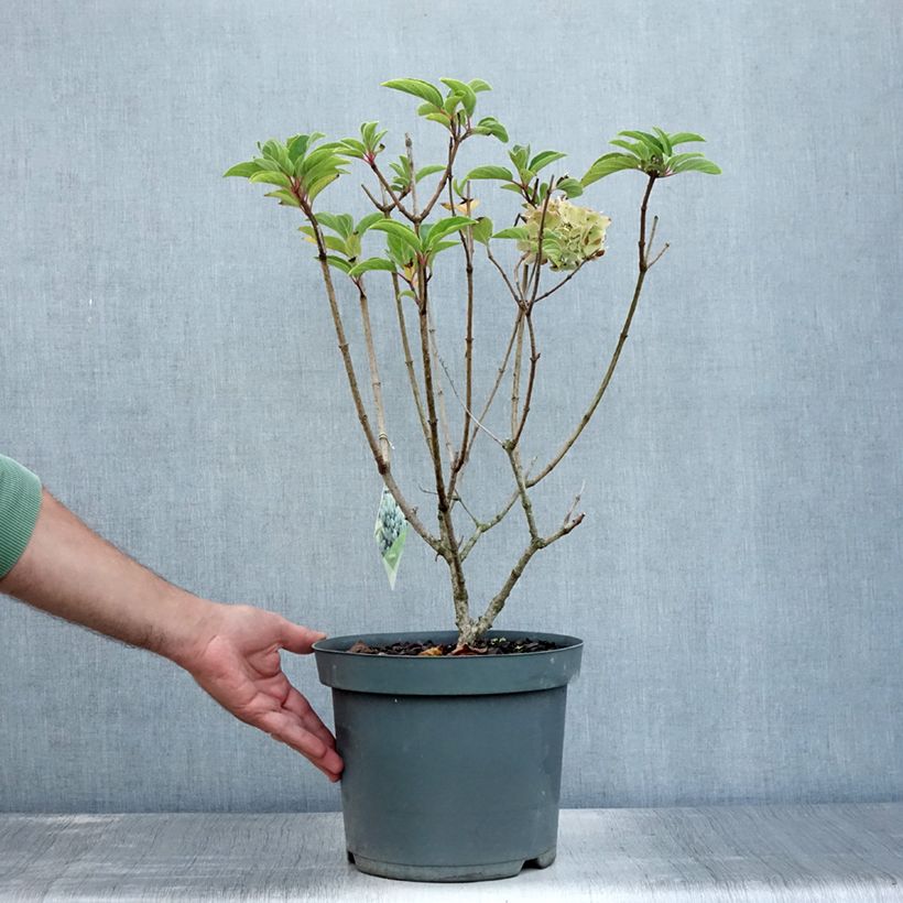 Amostra de Hortênsia paniculata Anã Bobo Vaso de 6 L/7 L tal como entregue no verão