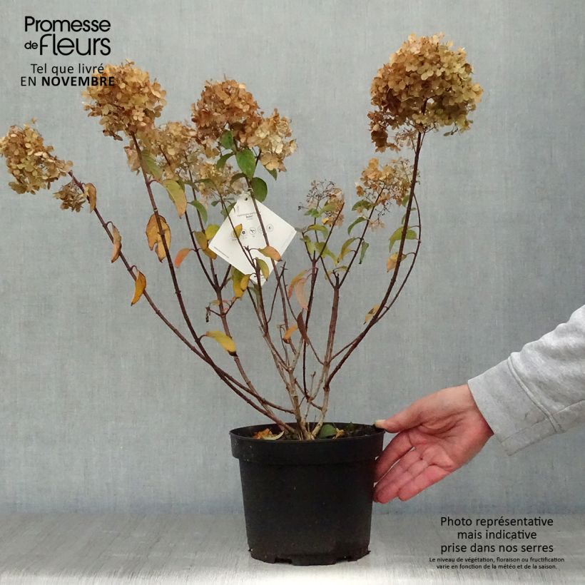 Amostra de Hortênsia paniculata Anã Bobo Vaso de 3 L/4 L tal como entregue no outono