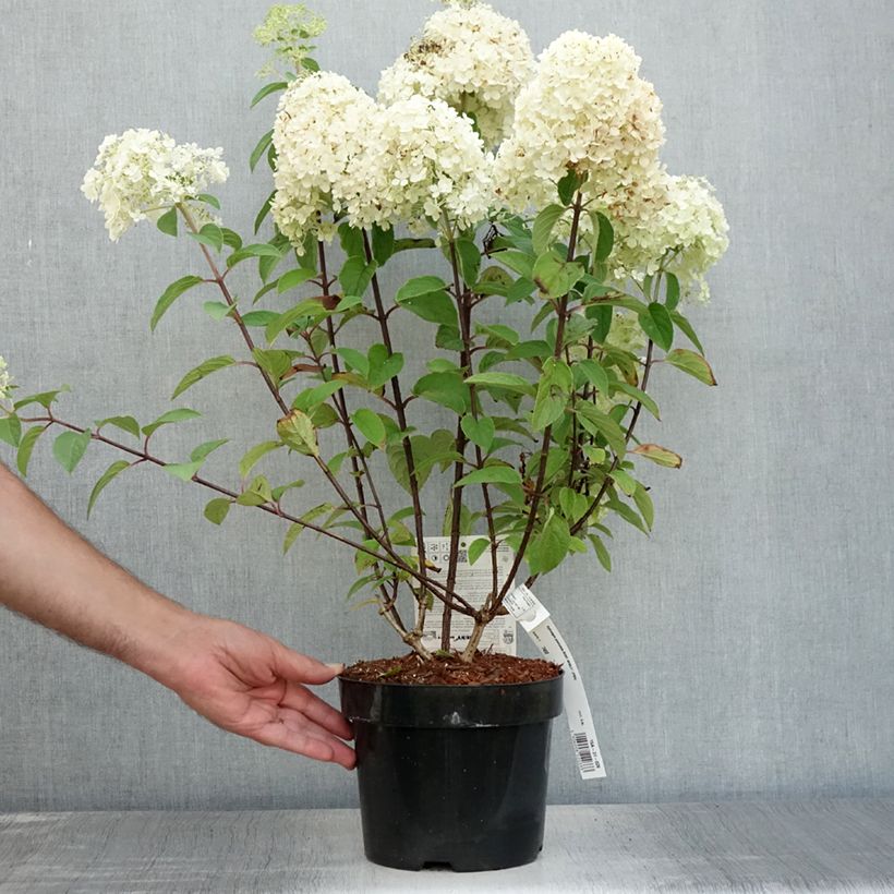 Amostra de Hortênsia paniculata Anã Bobo Vaso de 3 L/4 L tal como entregue no verão
