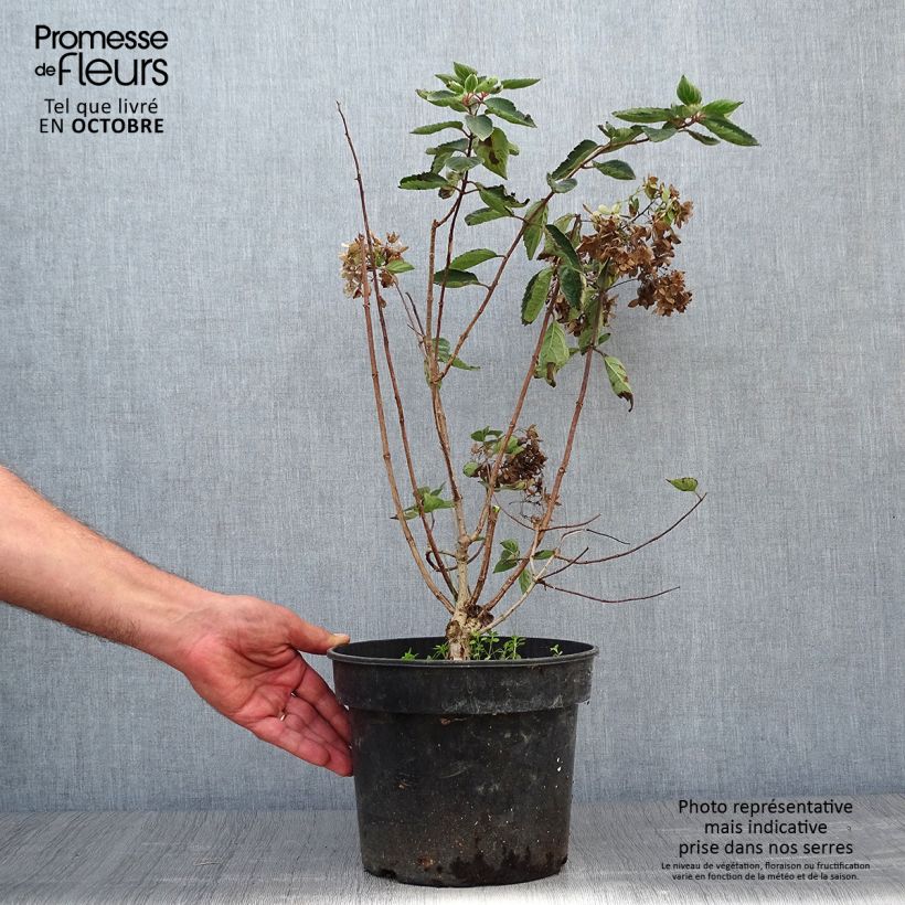 Amostra de Hortênsia paniculata Bombshell Vaso de 2 L/3 L tal como entregue no outono