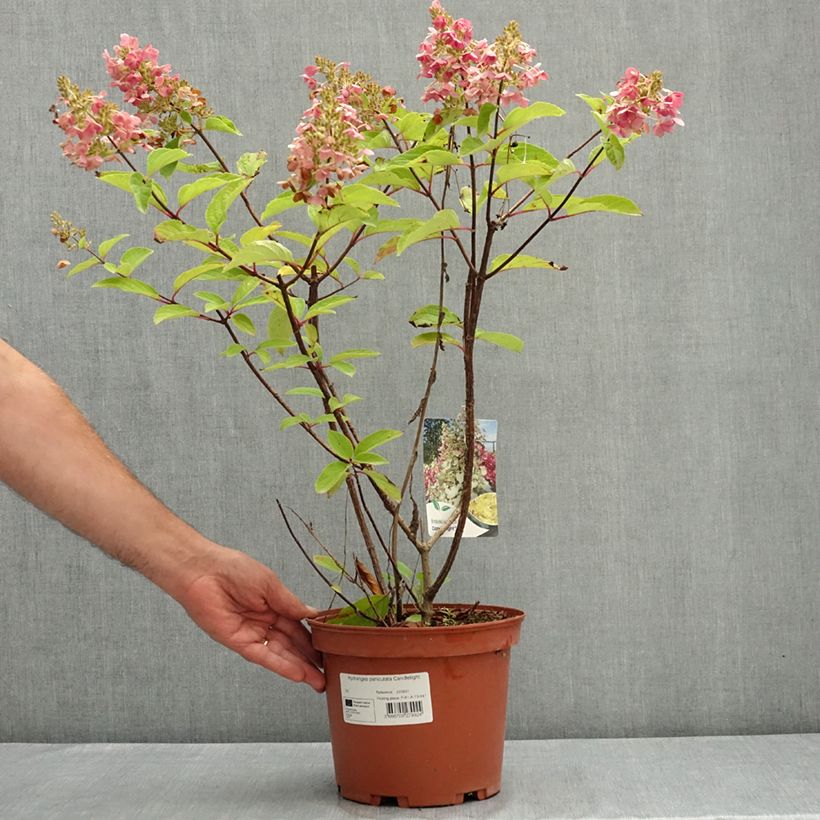Amostra de Hortênsia paniculata Candlelight Vaso de 3 L/4 L tal como entregue no verão