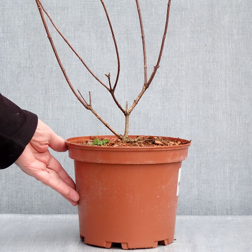 Amostra de Hortênsia paniculata Candlelight Vaso de 3 L/4 L tal como entregue no inverno