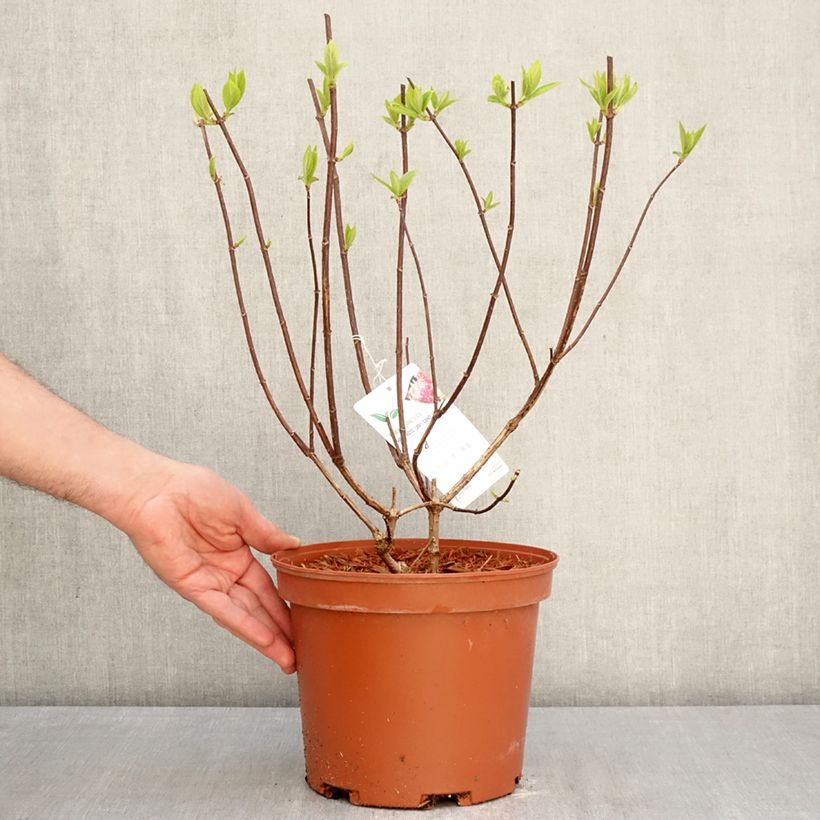 Amostra de Hortênsia paniculata Candlelight Vaso de 3 L/4 L tal como entregue na primavera