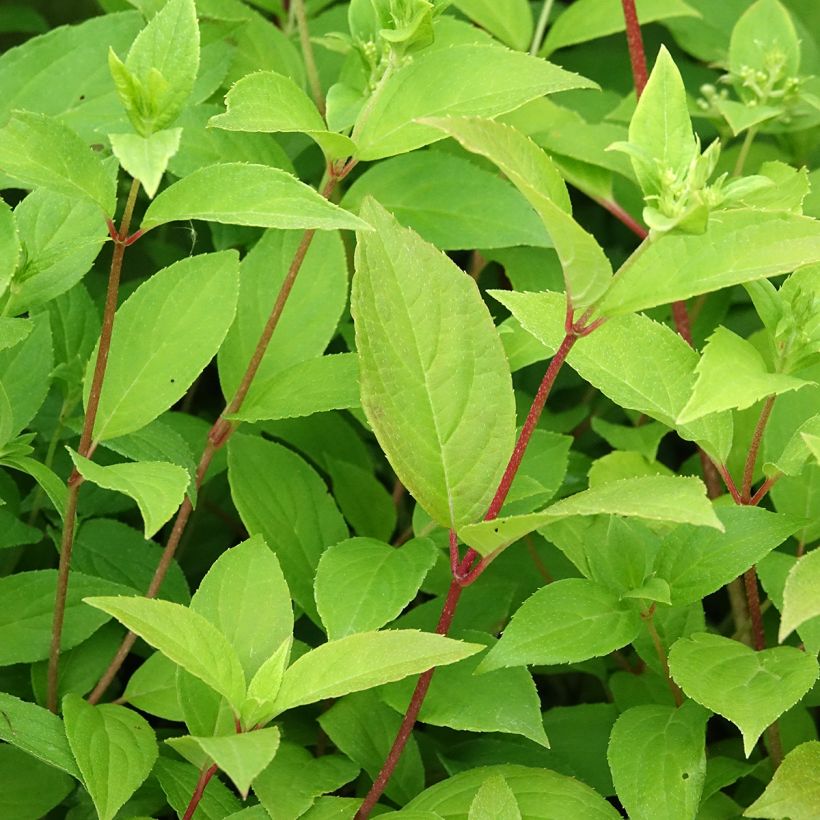 Hortênsia paniculata Confetti (Folhagem)