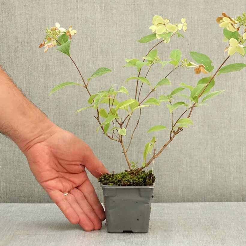 Amostra de Hortênsia paniculata Confetti Vaso de 8/9 cm tal como entregue no verão