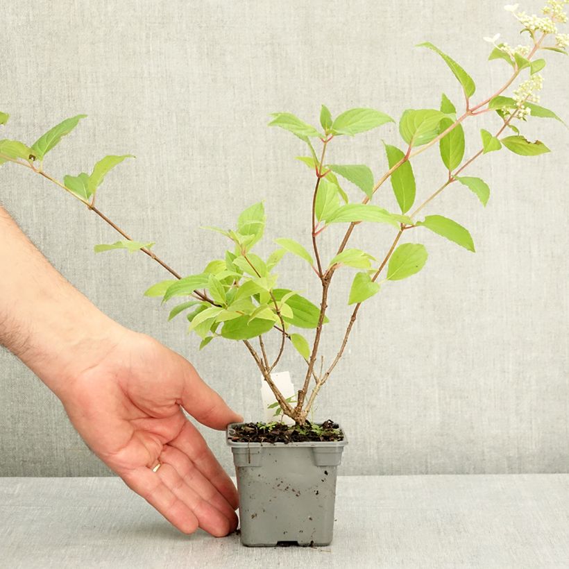 Amostra de Hortênsia paniculata Confetti Vaso de 8/9 cm tal como entregue na primavera