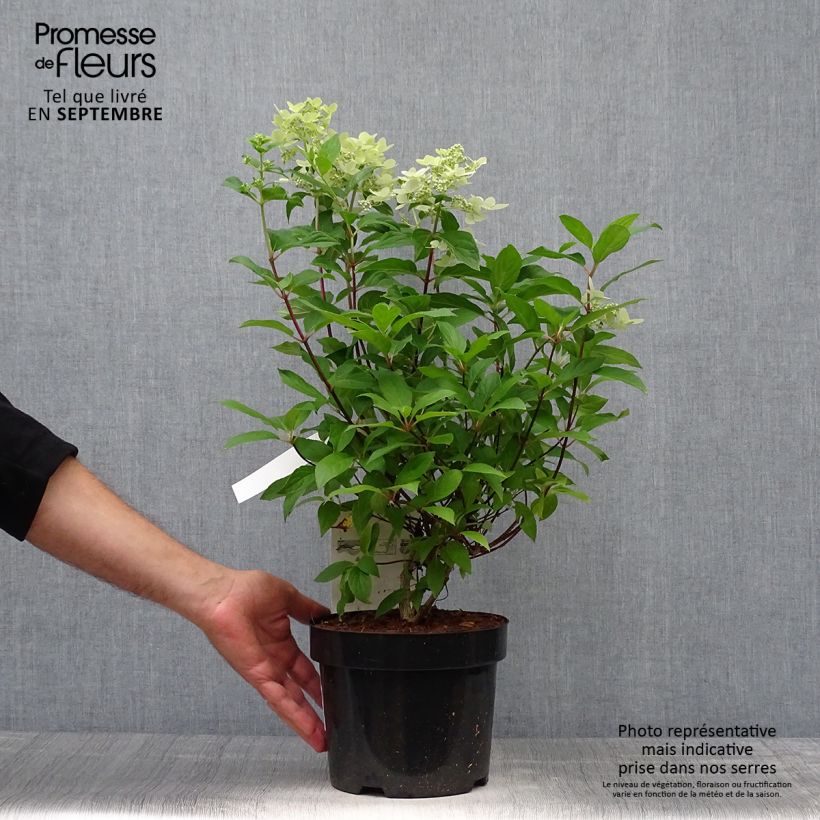 Amostra de Hortênsia paniculata Confetti Vaso de 2 L/3 L tal como entregue no outono