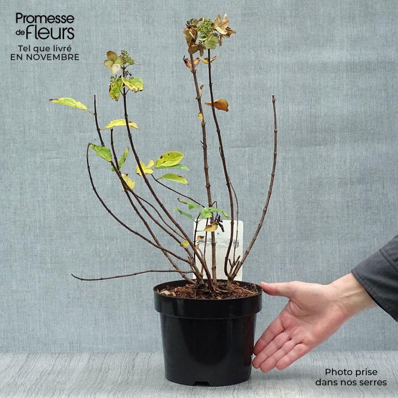 Amostra de Hortênsia paniculata Dart's Little Dot Vaso de 3 L/4 L tal como entregue no outono