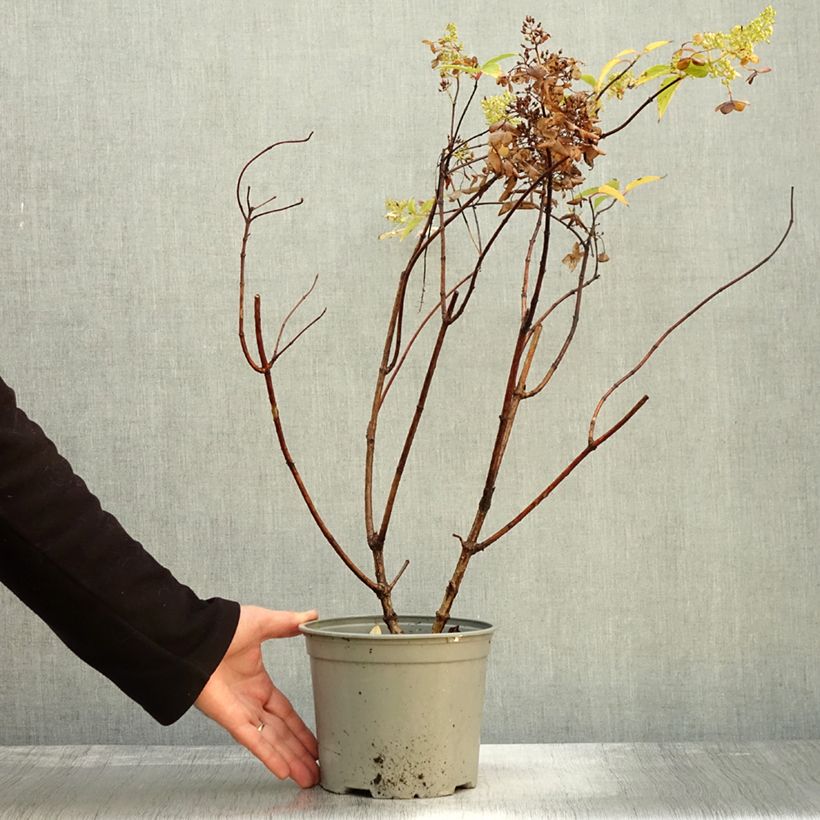 Amostra de Hortênsia paniculata Dentelle de Gorron Vaso de 3 L/4 L tal como entregue no outono