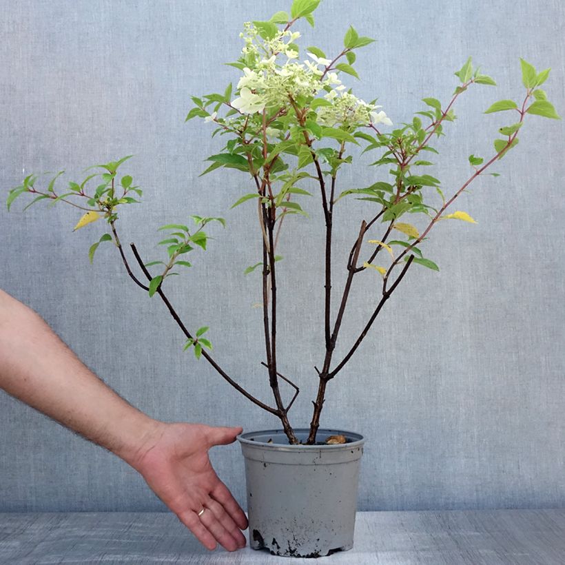 Amostra de Hortênsia paniculata Dentelle de Gorron Vaso de 3 L/4 L tal como entregue no verão