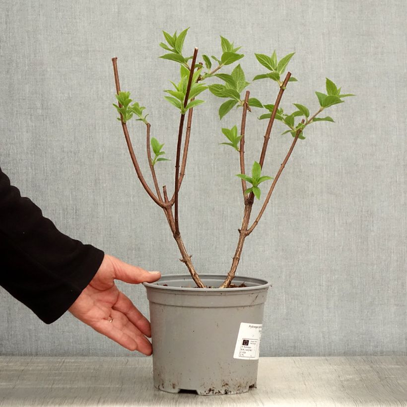 Amostra de Hortênsia paniculata Dentelle de Gorron Vaso de 3 L/4 L tal como entregue na primavera