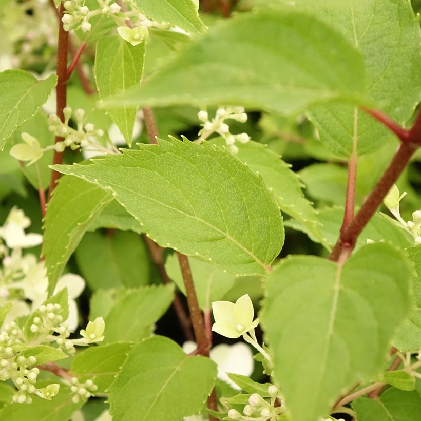 Hortênsia paniculata Dentelle de Gorron (Folhagem)