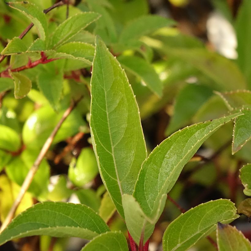 Hortênsia paniculata Dharuma (Folhagem)