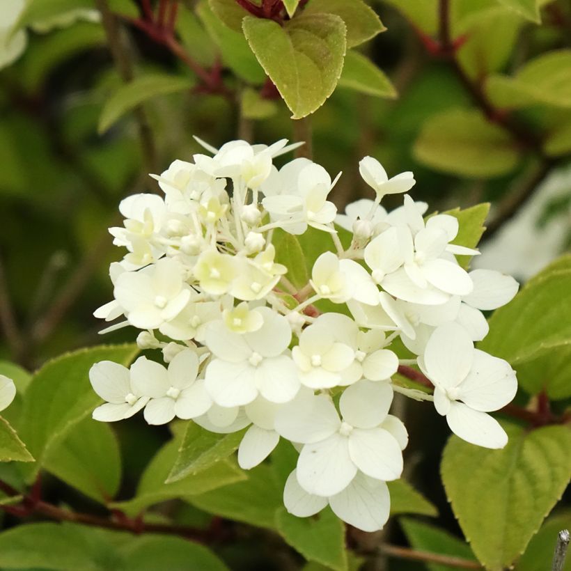 Hortênsia paniculata Dharuma (Floração)