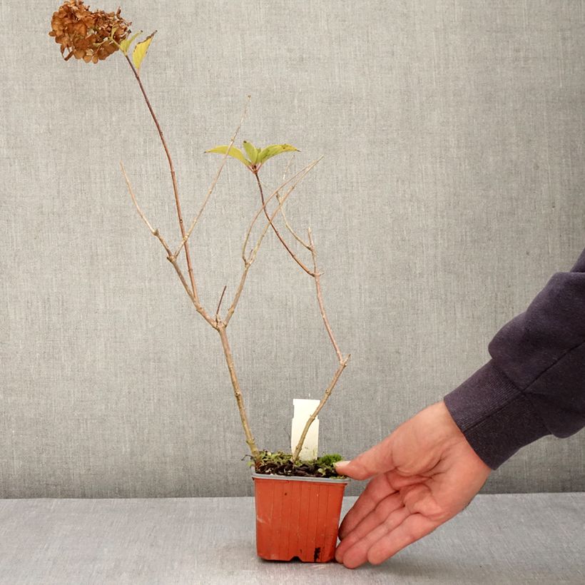 Amostra de Hortênsia paniculata Dharuma Vaso de 8/9 cm tal como entregue no outono