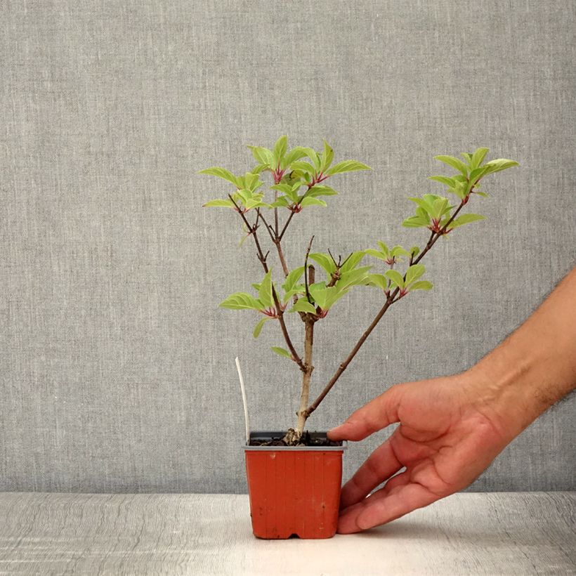 Amostra de Hortênsia paniculata Dharuma Vaso de 8/9 cm tal como entregue no verão