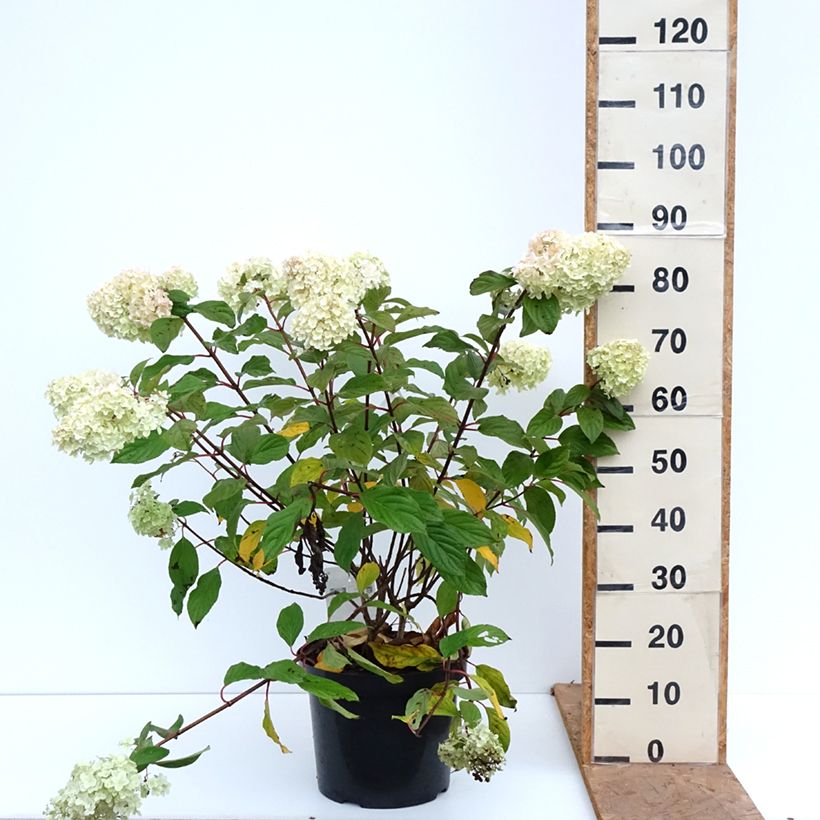 Amostra de Hortênsia paniculata Diamantino Vaso de 12 L/15 L tal como entregue no outono