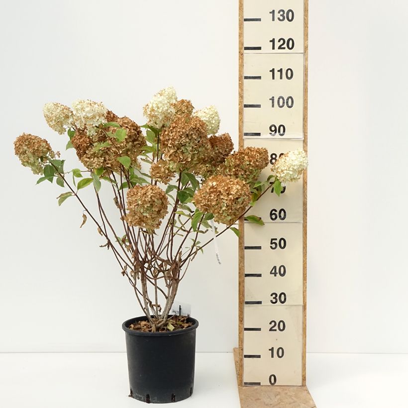 Amostra de Hortênsia paniculata Diamantino Vaso de 12 L/15 L tal como entregue no verão