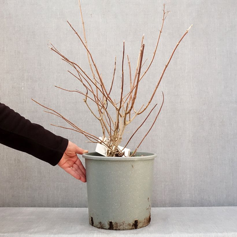 Amostra de Hydrangea paniculata Diamantino - Hortensia paniculé Vaso de 12 L/15 L tal como entregue no inverno